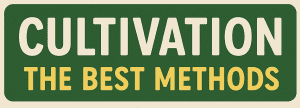 Lee más sobre el artículo Cannabis Weed Cultivation – The Best Methods 2025