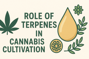 Lee más sobre el artículo Role of Terpenes in Cannabis Cultivation